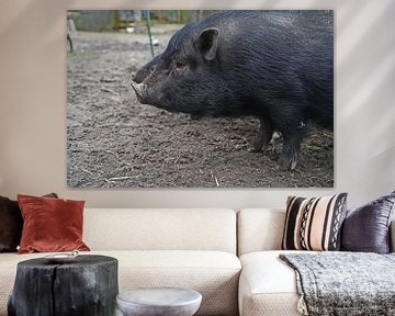 1 year old mini pigs in the garden by Babetts Bildergalerie