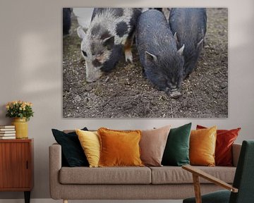 1 year old mini pigs in the garden by Babetts Bildergalerie