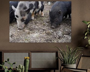 1 year old mini pigs in the garden by Babetts Bildergalerie