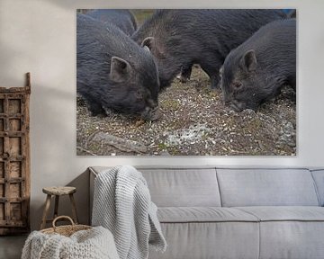 1 year old mini pigs in the garden by Babetts Bildergalerie