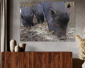 1jährige Minischweine im Garten von Babetts Bildergalerie