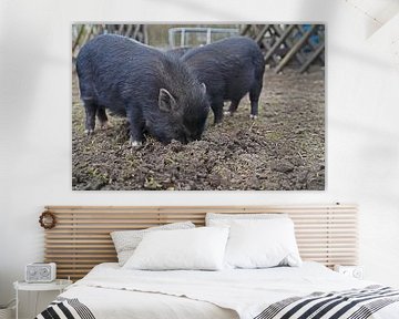 1 year old mini pigs in the garden by Babetts Bildergalerie