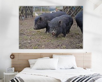 1 year old mini pigs in the garden by Babetts Bildergalerie