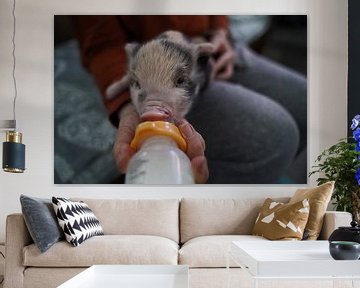 geschecktes Minischweinchen in Handaufzucht bei der Fütterung