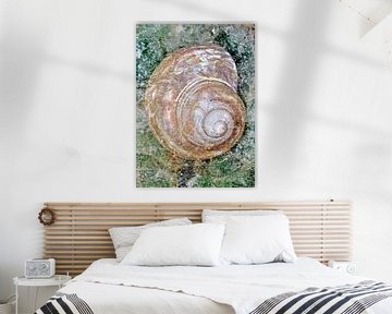 Coquille d'escargot de mer mixed media sur Werner Lehmann