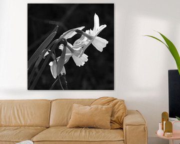 Weiße Narzisse blumen monochrom von Imladris Images