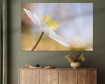 Soft wood anemone by MientjeBerkersPhotography