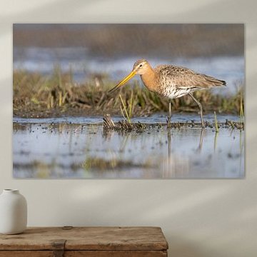 grutto bezig eten te zoeken