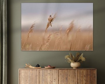 Bearded reedling male in the reeds by KB Design & Photography (Karen Brouwer)