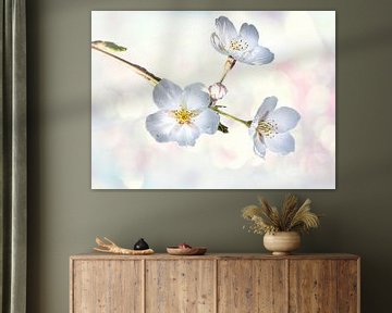 Cherry blossom in spring by Rietje Bulthuis