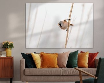 Bearded reedling on a reed cane by KB Design & Photography (Karen Brouwer)