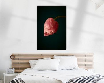 Roze tulp // bloemen, natuur, stilleven // fine-art van suzanne.en.camera