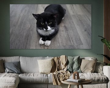 black domestic cat with white bib and white paws by Babetts Bildergalerie