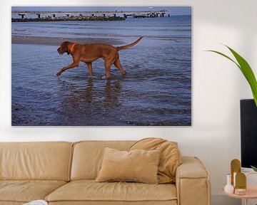 Waterspelletjes aan de Baltische Zee met een Magyar Vizsla. van Babetts Bildergalerie