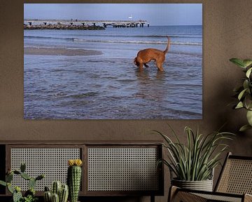 Wasserspiele an der Ostsee mit einem Magyar Vizsla.