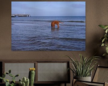 Wasserspiele an der Ostsee mit einem Magyar Vizsla.