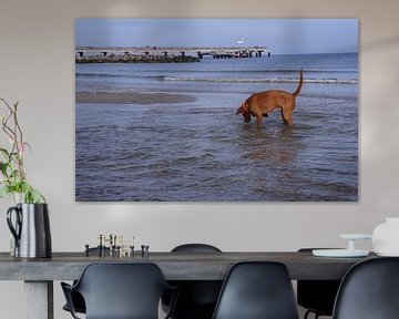 Wasserspiele an der Ostsee mit einem Magyar Vizsla.