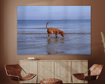 Wasserspiele an der Ostsee mit einem Magyar Vizsla.