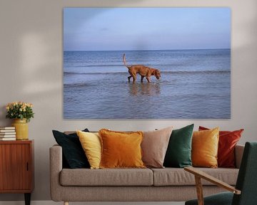 Waterspelletjes aan de Baltische Zee met een Magyar Vizsla. van Babetts Bildergalerie