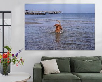 Wasserspiele an der Ostsee mit einem Magyar Vizsla.