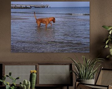 Wasserspiele an der Ostsee mit einem Magyar Vizsla.