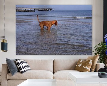 Wasserspiele an der Ostsee mit einem Magyar Vizsla.