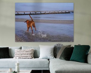 Waterspelletjes aan de Baltische Zee met een Magyar Vizsla.