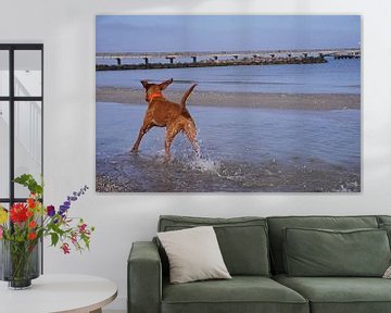 Waterspelletjes aan de Baltische Zee met een Magyar Vizsla.