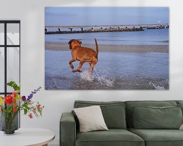 Waterspelletjes aan de Baltische Zee met een Magyar Vizsla. van Babetts Bildergalerie