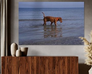 Waterspelletjes aan de Baltische Zee met een Magyar Vizsla.