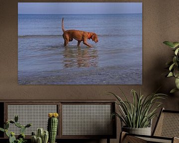 Waterspelletjes aan de Baltische Zee met een Magyar Vizsla.