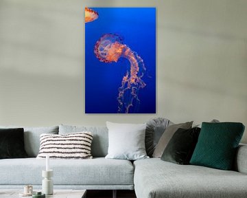 Prachtige Jellyfish in Pacific Ocean van Erik Verbeeck
