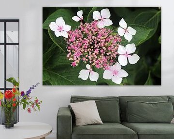 Rosa Doldenblütler-Hortensie.