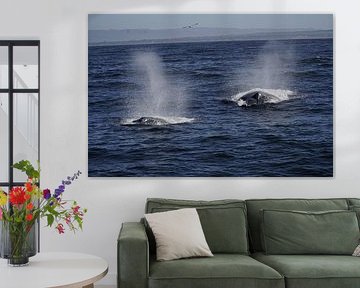 Wale von Michael Köhler