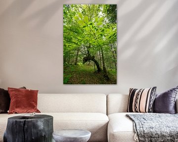 Deciduous tree with lush green by Leo Schindzielorz