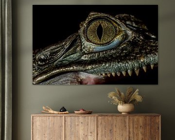 Krokodillen: Oog close-up van Rob Smit
