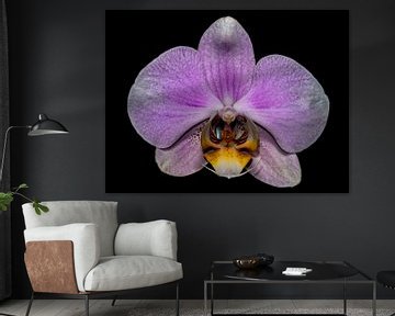 Pink flower Orchid sur Rob Smit