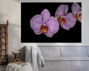 Prple flower Orchid " Three in a row"