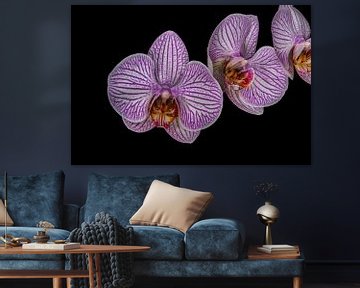 Paarse Bloem Orchidea "Drie op een rij"