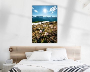 Crocuses over the Kleinwalsertal Alps by Leo Schindzielorz