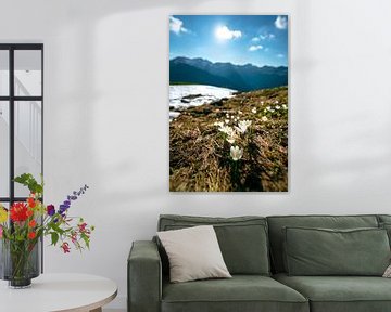 Crocuses over the Kleinwalsertal Alps by Leo Schindzielorz