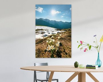 Crocuses over the Kleinwalsertal Alps by Leo Schindzielorz