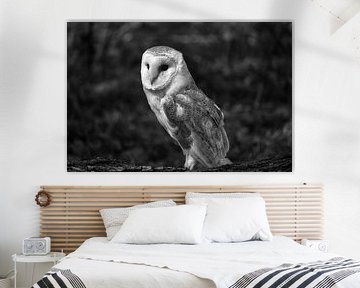 Barn owl in black and white