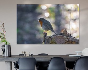 Robin in the early morning light