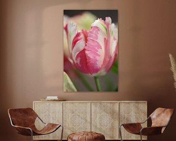 Rustig Roze | Een mooie tulp met in zijn blad diverse kleuren zoals wit, zachtroze en groen van Wil Vervenne