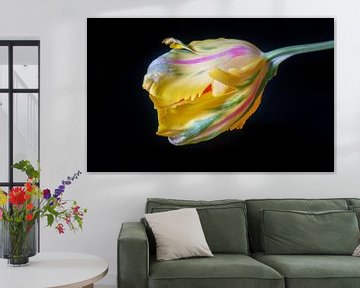 Regenboog Tulp van Pieter Heres