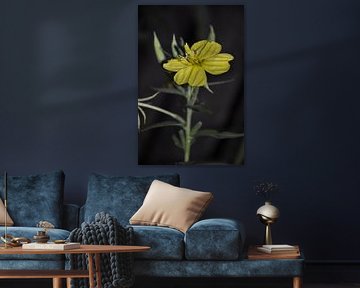 Evening Primrose