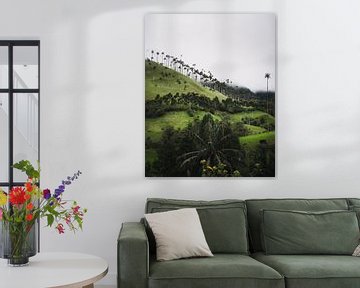 Tallest palm trees in the world in Salento, Colombia by Felix Van Leusden