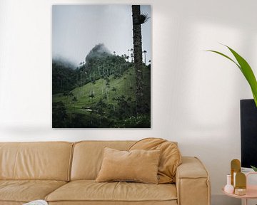 Tallest palm trees in the world in Salento, Colombia by Felix Van Leusden