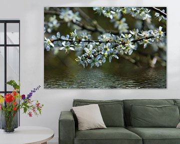 Les arbres en fleurs au printemps